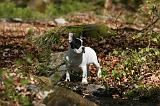 BOULEDOGUE FRANCAIS 1017